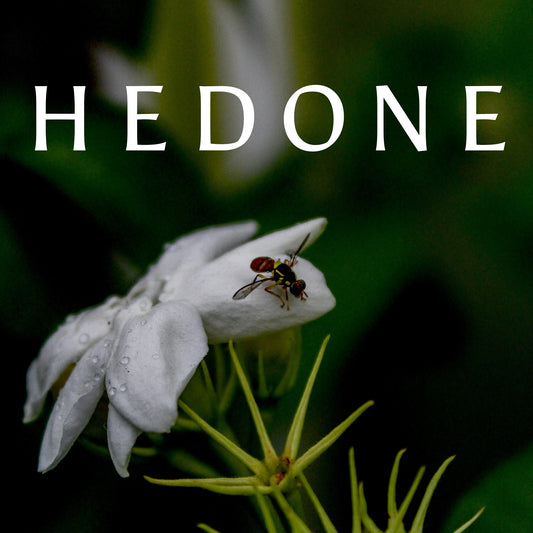 HEDONE perfume